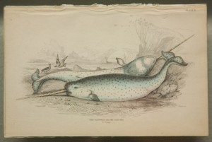 "The Narwhal of Sea Unicorns" By F. Cuvier